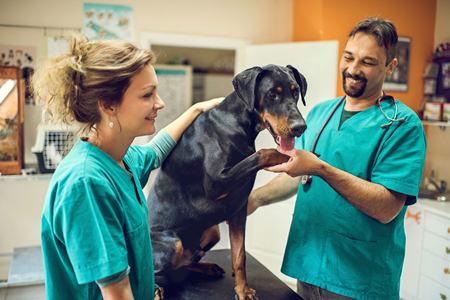 Auxiliar Veterinário